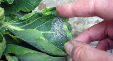 Jak se vypořádat s mšicemi na zelí pomocí lidových metod, než zpracovat doma